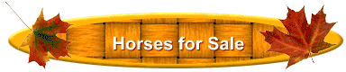 Horses for Sale