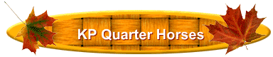 KP Quarter Horses
