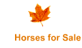 Horses for Sale