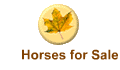 Horses for Sale